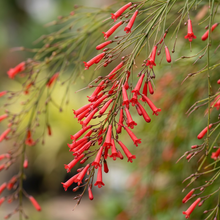 Russelia Red Flower Seeds for Hanging Garden Planting