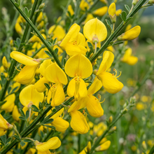 Scotch Broom Cytisus Scoparius Seeds