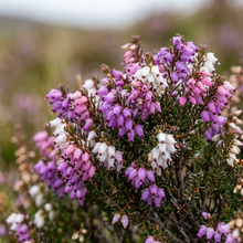 Scotch Heather Seeds for Evergreen Garden Landscapes