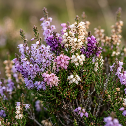 Scotch Heather Seeds for Evergreen Garden Landscapes