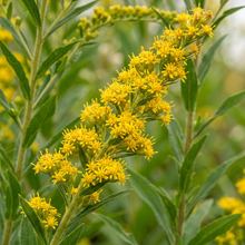 Showy Goldenrod Solidago Speciosa Seeds