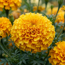 South African Marigold Seeds for Outdoor Flower Gardens