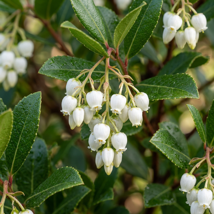 Strawberry Tree Seeds Arbutus Unedo for Home Planting