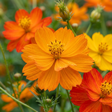 Sulphur Cosmos Bright Mix Seeds for Flower Garden Beds