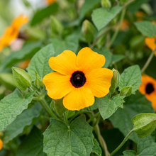 Sunrise Orange Thunbergia Black Eyed Susan Seeds
