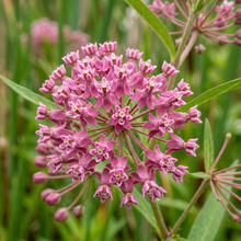 Swamp Milkweed Wildflower Seeds for Garden Borders