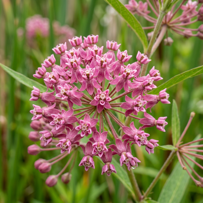 Swamp Milkweed Wildflower Seeds for Garden Borders