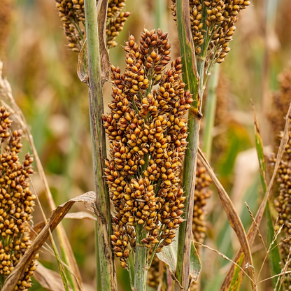 Sweet Cane Sorghum Seeds for Home Garden Growing