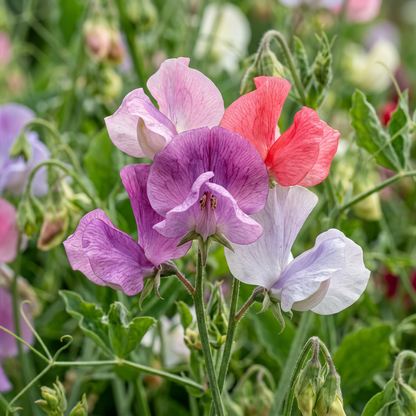 Sweet Pea Flower Seeds for Garden Planting