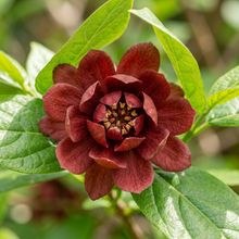 Sweetshrub Carolina Allspice Shrub Seeds