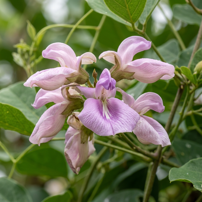 Sword Bean Seeds for Home Gardening