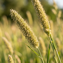 Timothy Climax Grass Seeds for Landscape Coverage