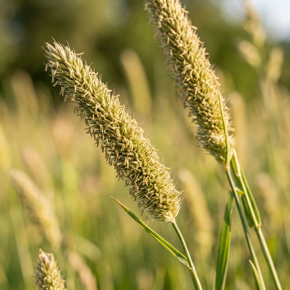 Timothy Climax Grass Seeds for Landscape Coverage