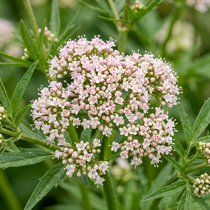 Valerian Valeriana Officinalis Garden Seeds