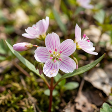 Virginia Spring Beauty Flower Seeds for Shade Gardens