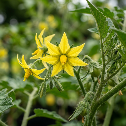 Tomato Vivacious Seeds for Planting