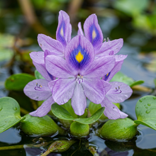 Water Hyacinth Seeds for Pond and Water Garden Planting