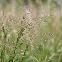 Weeping Love Grass Seeds for Garden Landscaping