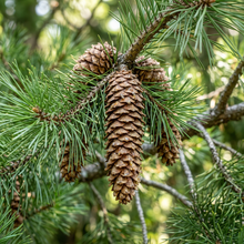 Western White Pine Seeds for Landscape Planting