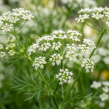 White Cumin Seeds (Cuminum cyminum) – Aromatic Spice Herb Seeds