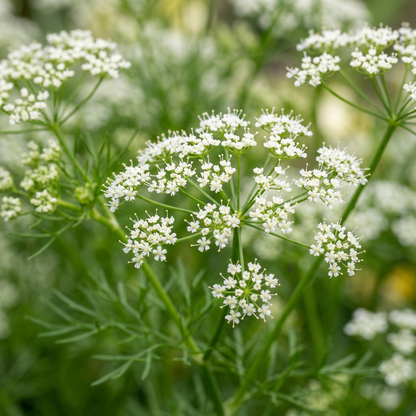 White Cumin Seeds (Cuminum cyminum) – Aromatic Spice Herb Seeds