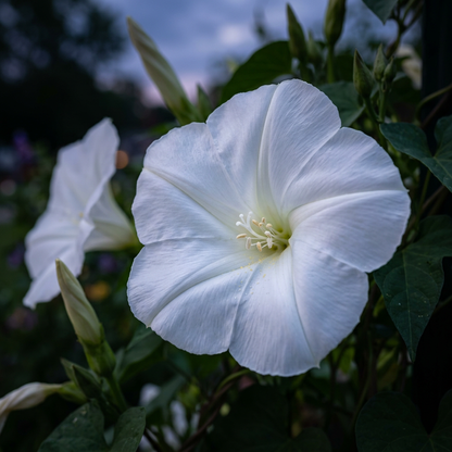 White Moonflower Vine Seeds for Trellis Gardens