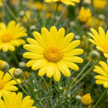 Yellow Marguerite Daisy Seeds (Argyranthemum frutescens) – Perennial Daisy Flower Seeds