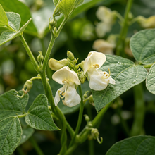 Yellow Wax Bean Seeds for Home Gardening