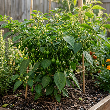 Hot Pepper Biquinho Red Seeds – Pepper Seeds for Home Garden