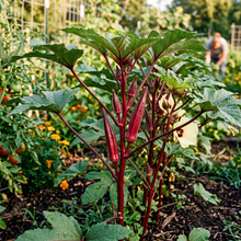 Red Burgundy Okra Seeds – Okra Seeds for Home Garden