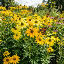 Rudbeckia Laciniata Flower Seeds - Coneflower Flower Seeds for Garden