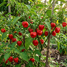 Safi Red Scotch Bonnet Seeds for Planting