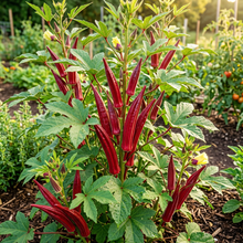 Red Lady’s Finger Seeds – Okra for Planting