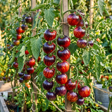 Gargamel Tomato Seeds for Planting