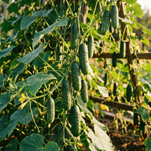 Boston Pickling Cucumber Seeds – Pickling Cucumber Seeds for Home Garden
