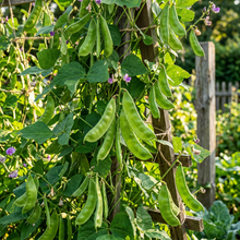 Dolichos Broad Variety Seeds for Home Garden