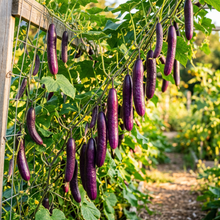 Purple Cucumber Seeds – Cucumber Seeds for Home Garden