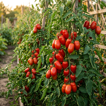 Celebrity Tomato Seeds – Hybrid Tomato Seeds for Home Garden