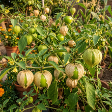 Tomatillo de Milpa Seeds – Tomatillo Seeds for Home Garden