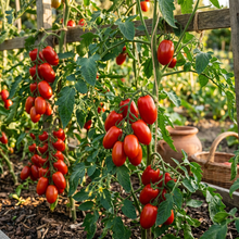 Roma VF Tomato Seeds – Paste Tomato Seeds for Home Garden