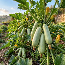 Zucchini Grey Lebanese Seeds – Zucchini Seeds for Home Garden