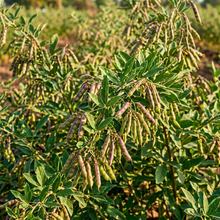 Pigeon Pea Seeds for Home Garden