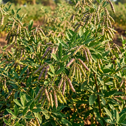 Pigeon Pea Seeds for Home Garden