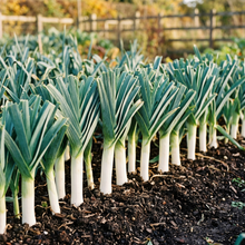 Musselburgh Leek Seeds – Leek Seeds for Home Garden