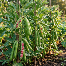 Broad Bean Karmazyn Seeds for Home Gardening