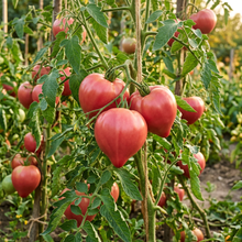 Tomato Hungarian Heart Seeds for Planting