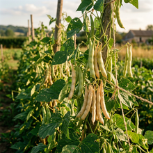 Pea Bean Seeds for Home Garden