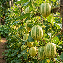 Sambar Cucumber Seeds – Cucumber Seeds for Home Garden
