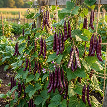 Pink-Eyed Purple Hulled Bean Seeds for Planting
