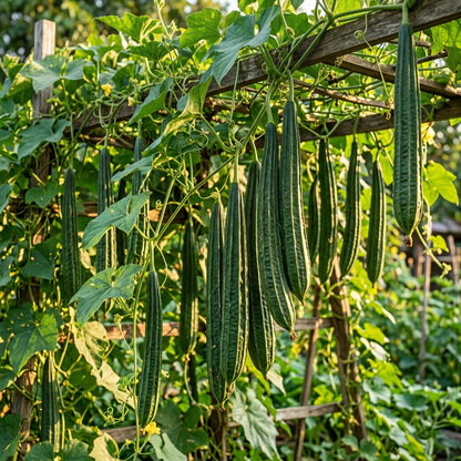 Luffa Acutangula Seeds – Ridge Gourd Seeds for Home Garden
